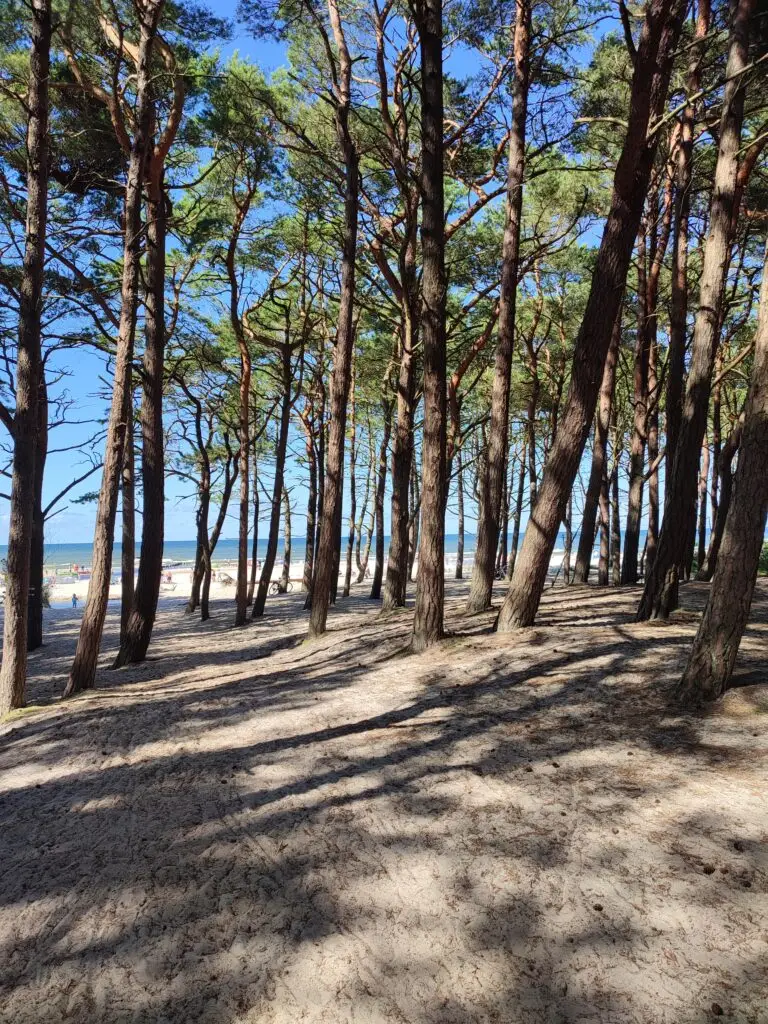 Borovicový les Dębki